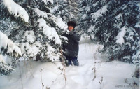 В лес, за ёлочкой.